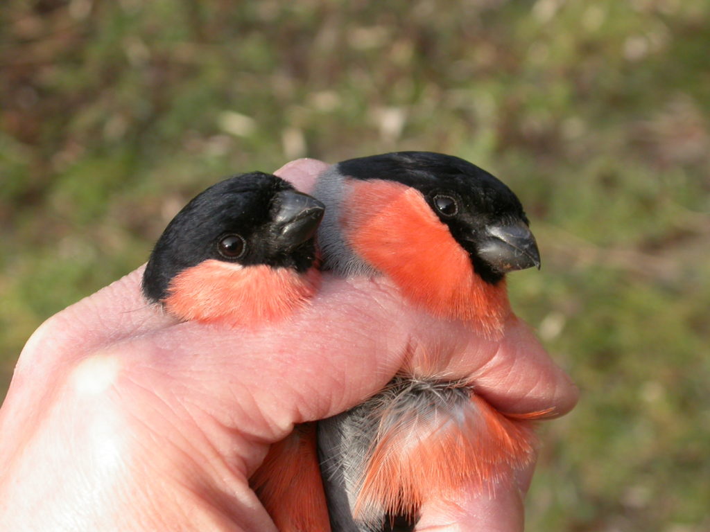 Two bullfinches in the hand
